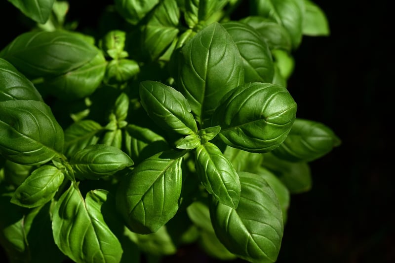 Aromatic Garden Escapes