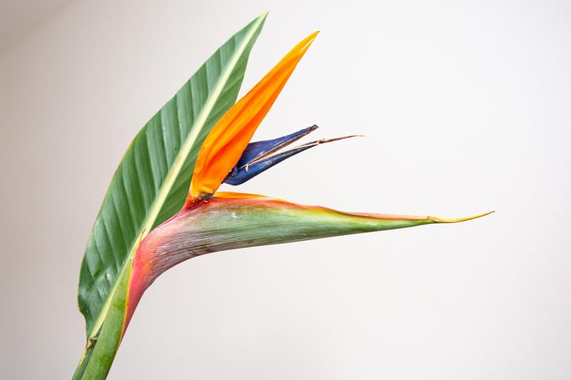 Botanical Paradise Retreat