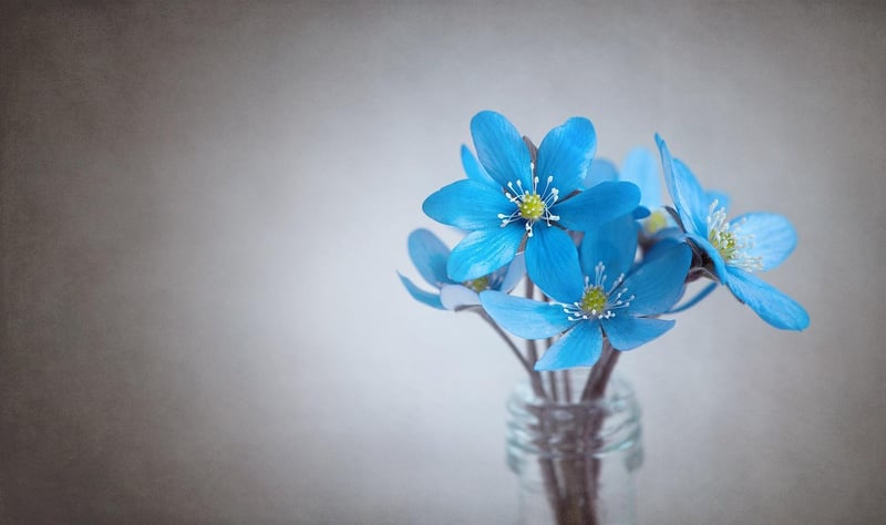 Colorful Flowers